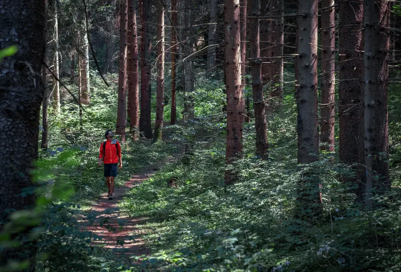 mountain future stories - soundwalk silenzi in quota